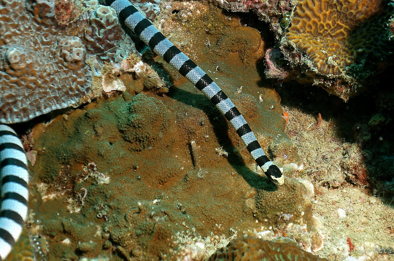 Thailand 2015 - Ko Tao - Cobra des mers - Laticauda colubrina _IMG_3684_rc.jpg